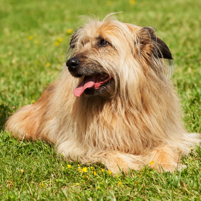 a Lhasa Apso looking somewhere