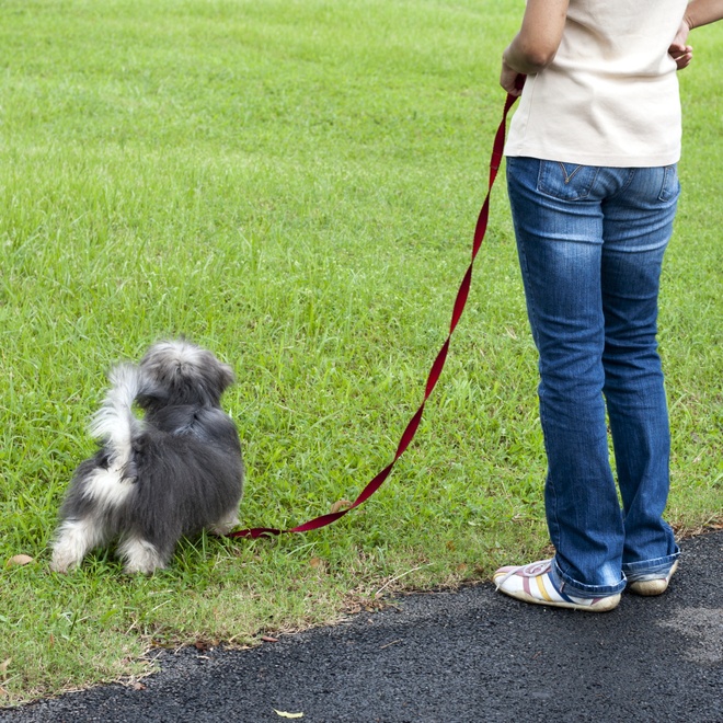 a Lhasa Apso on a leash