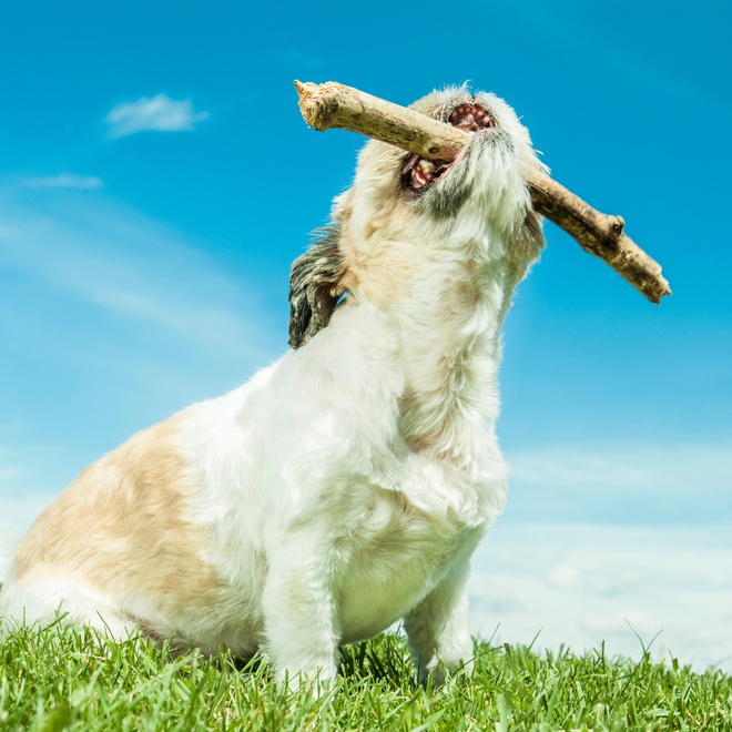 a Lhasa Apso with a stick in its mouth