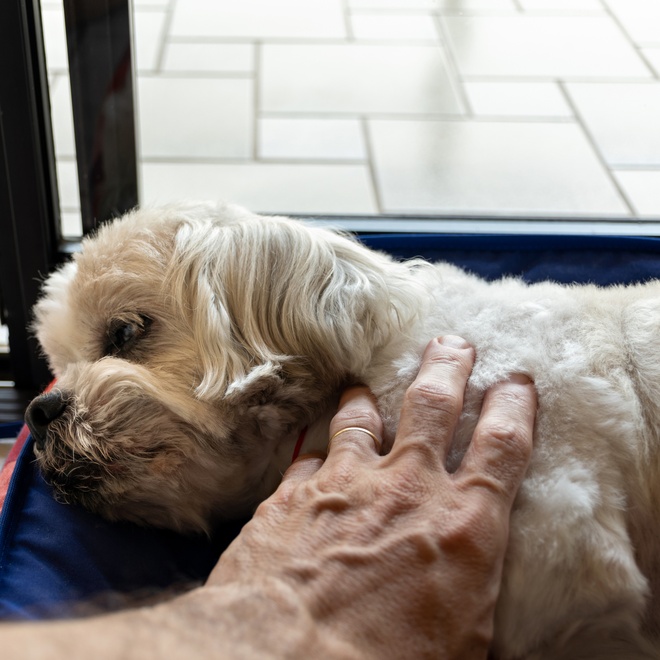 a Lhasa Apso being pet by a person