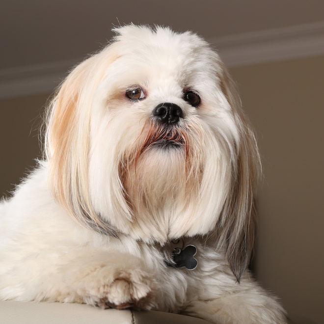 portrait of a Lhasa Apso