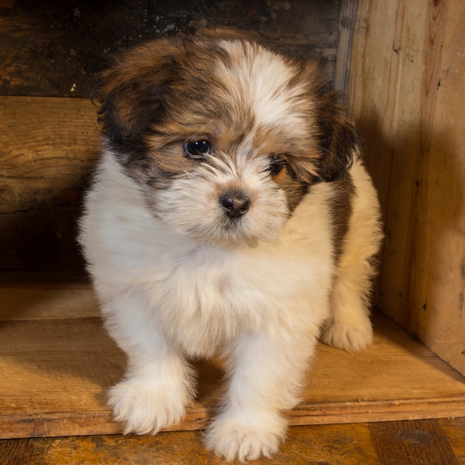 a Lhasa Apso puppy