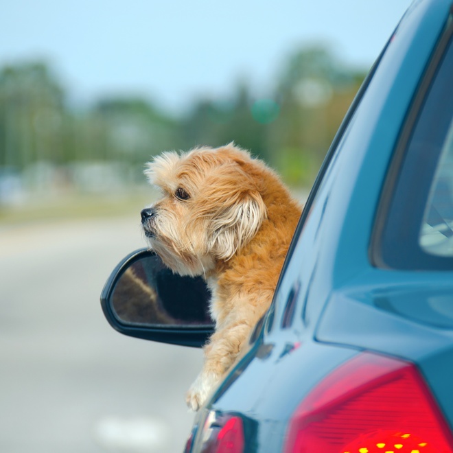 a Lhasa Apso sticking its head out of a car window