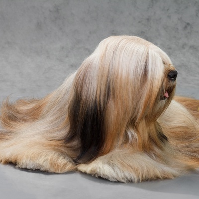 portrait d'un lhassa apso qui lève la tête