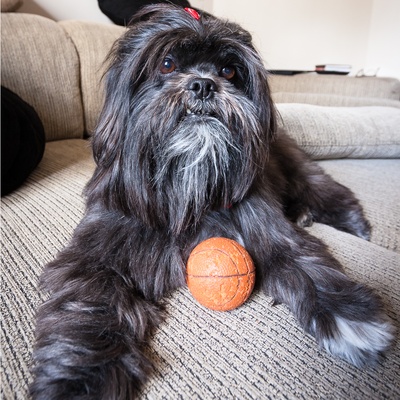 un lhassa apso allongé sur un canapé avec une balle