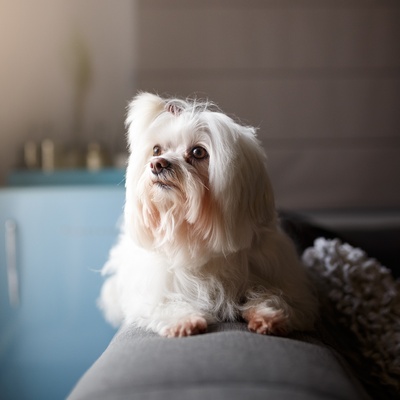 un lhassa apso assis  dans un canapé qui regarde dehors