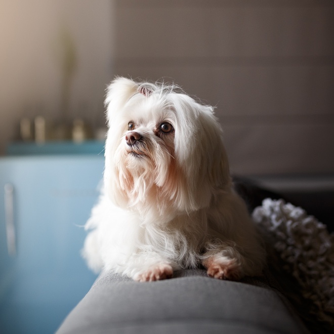 un lhassa apso assis  dans un canapé qui regarde dehors