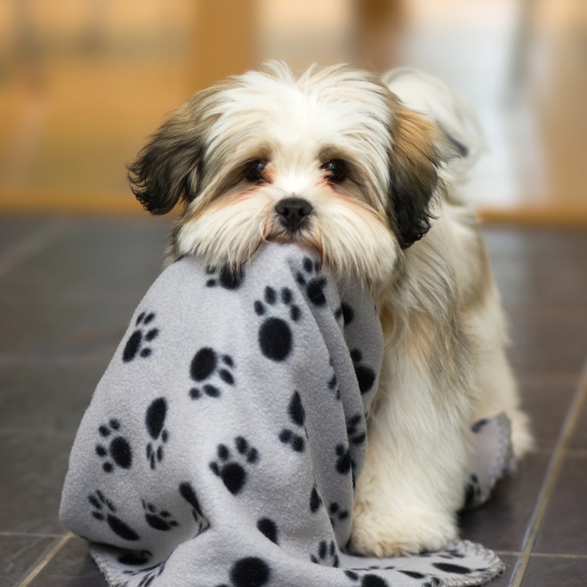 a sitting Lhassa Apso