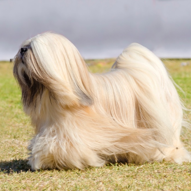 a Lhasa Apso with a majestic coat walking on the grass
