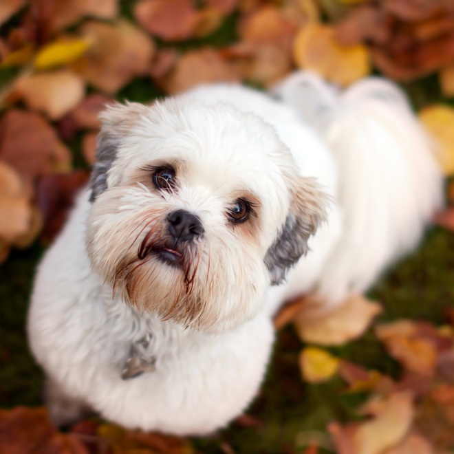 a Lhasa Apso looking at the camera