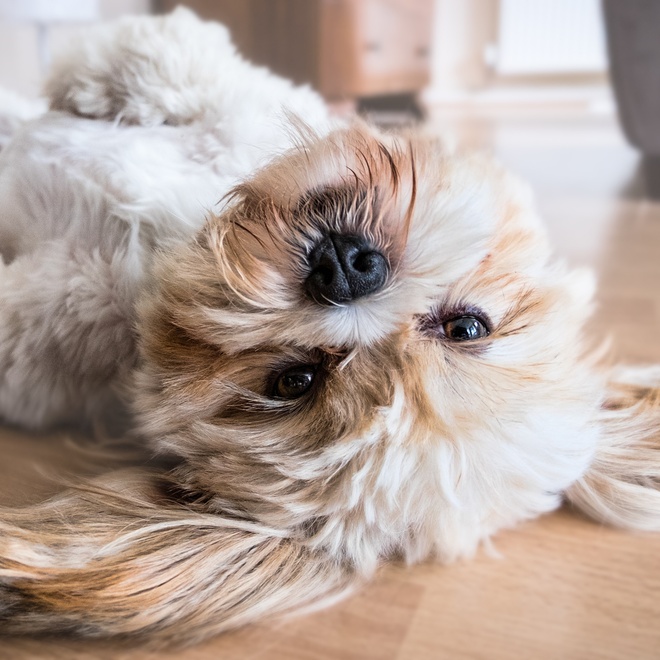 a Lhasa Apso lying on the ground