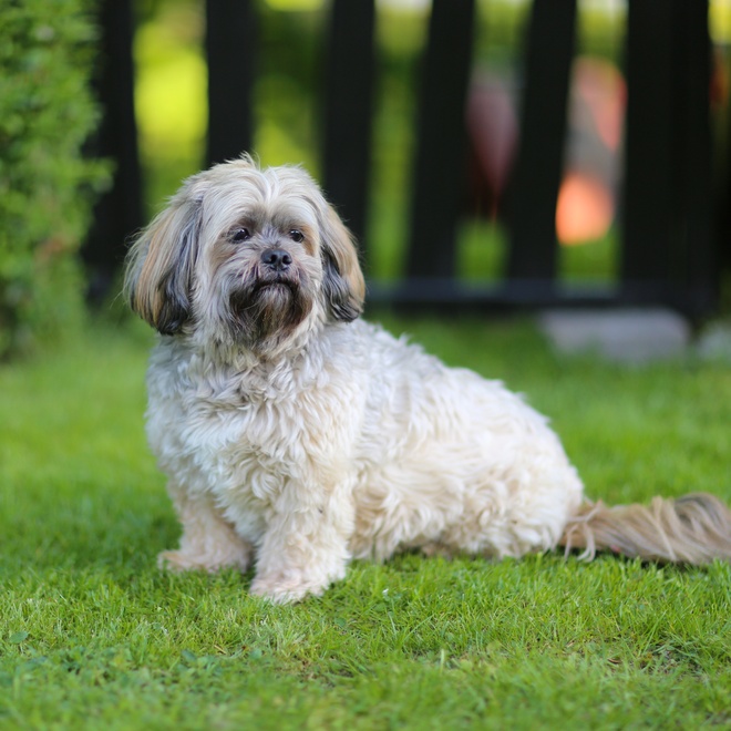 a Lhasa Apso sitting on the grass