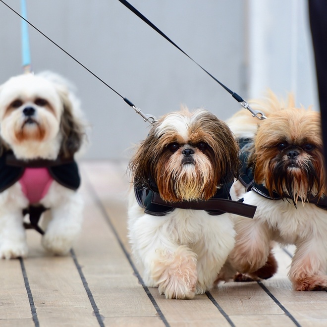 three Lhasa Apsos walking side by side on a leash