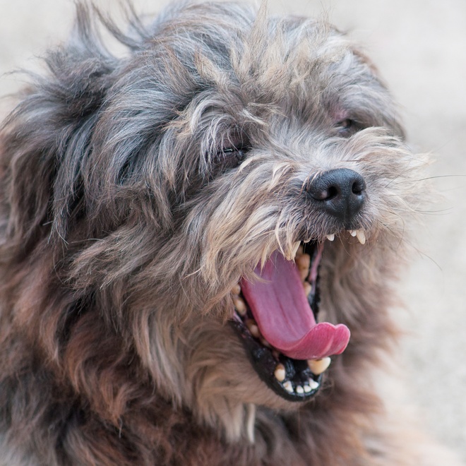 a Lhasa Apso opening its mouth