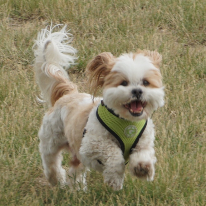 a Lhasa Apso running happily on the grass