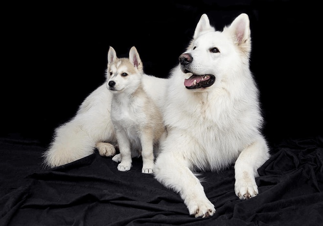Berger blanc suisse et Chiot Husky de Sibérie