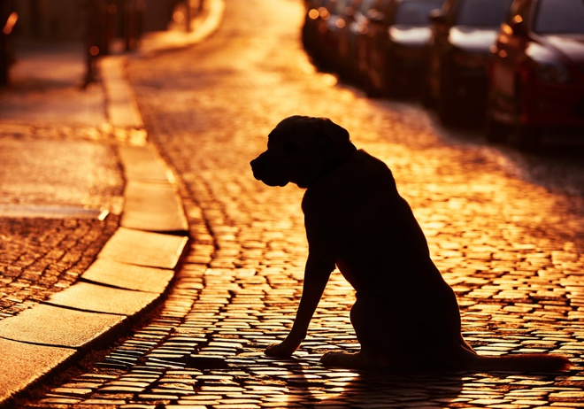 A lost dog in the street