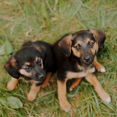 lost puppies