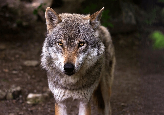 Gros plan d’un loup gris
