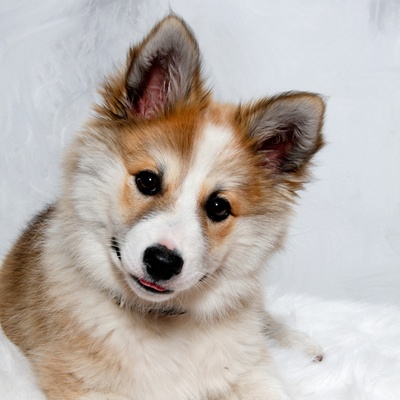 A puppy Norwegian Lundehund looking at the camera