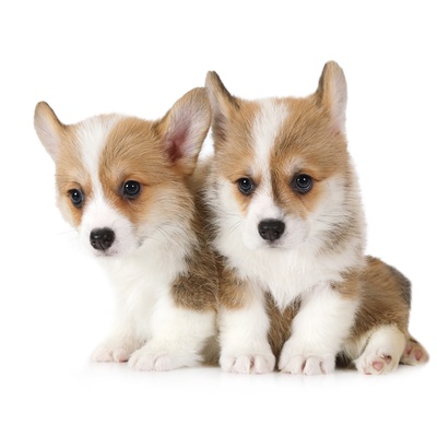 Two puppies Norwegian Lundehund