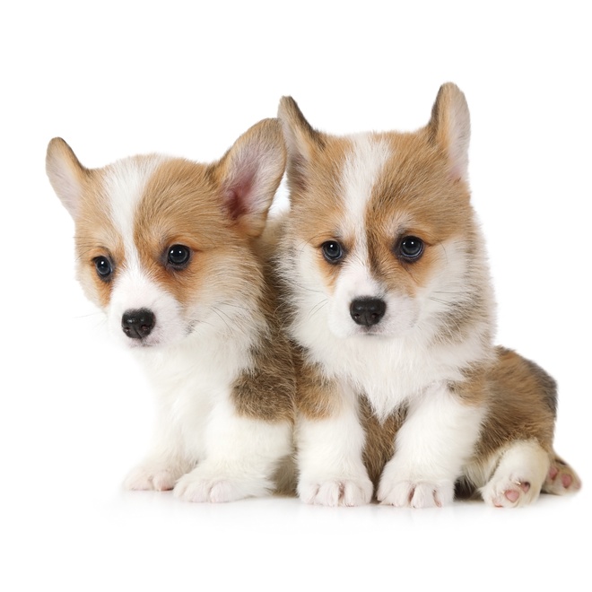 Two puppies Norwegian Lundehund