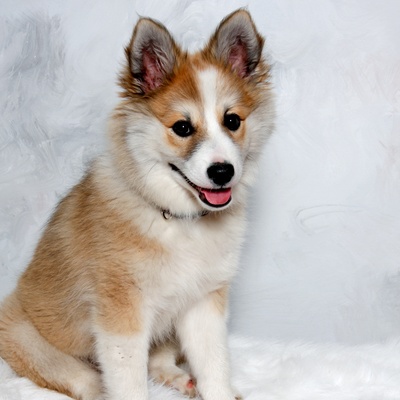 A puppy Norwegian Lundehund looking the camera