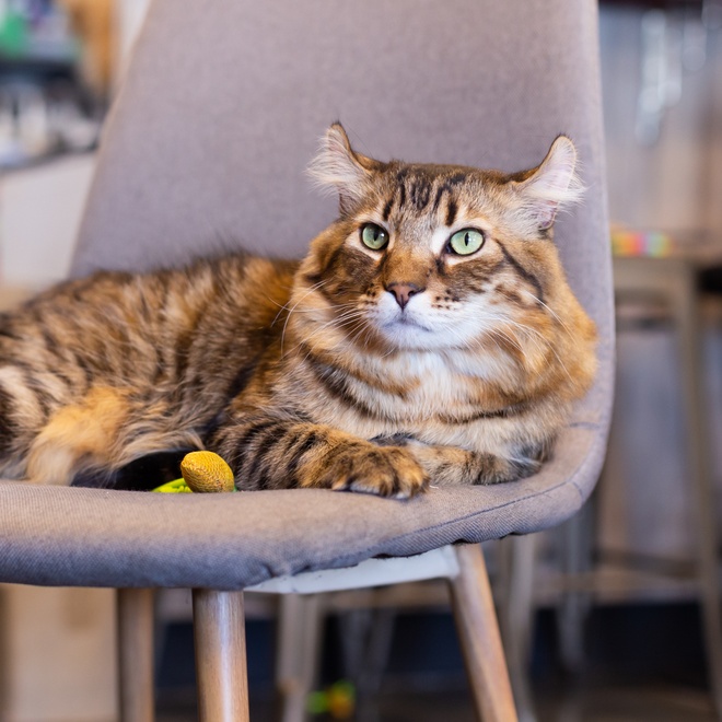 Eine wunderschöne Lynx, die auf einem Stuhl liegt
