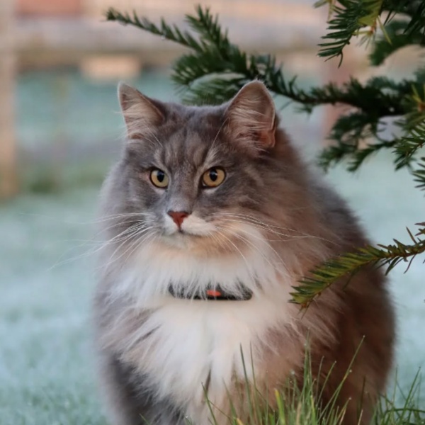 @lyona_forestcat
