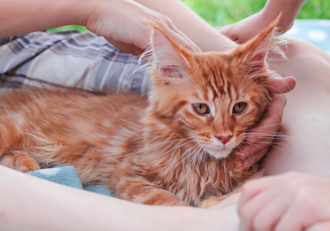 Un Maine Coon roux se faisant caresser