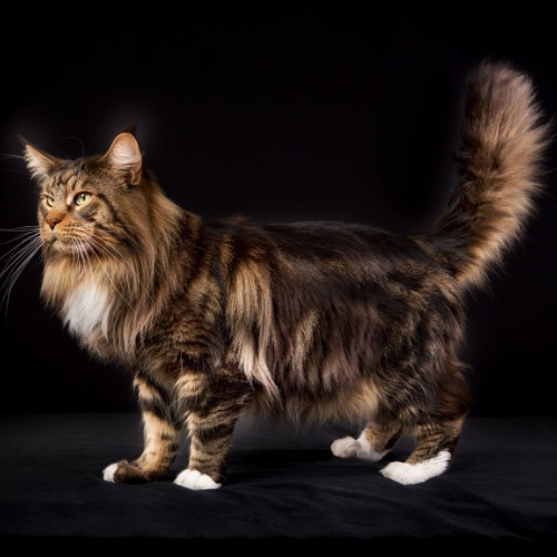 Un Maine Coon debout sur fond noir