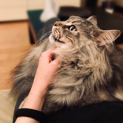 Maine Coon Mischung braun