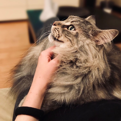 A Maine Coon being petted