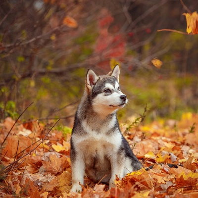 an alaskan malamute in the forest