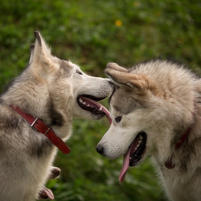 two alaskan malamute together
