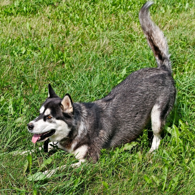 an alaskan malamute playing on the grass