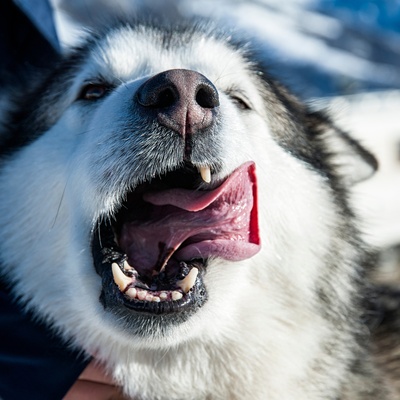 a alaskan malamute sticking out his tongue