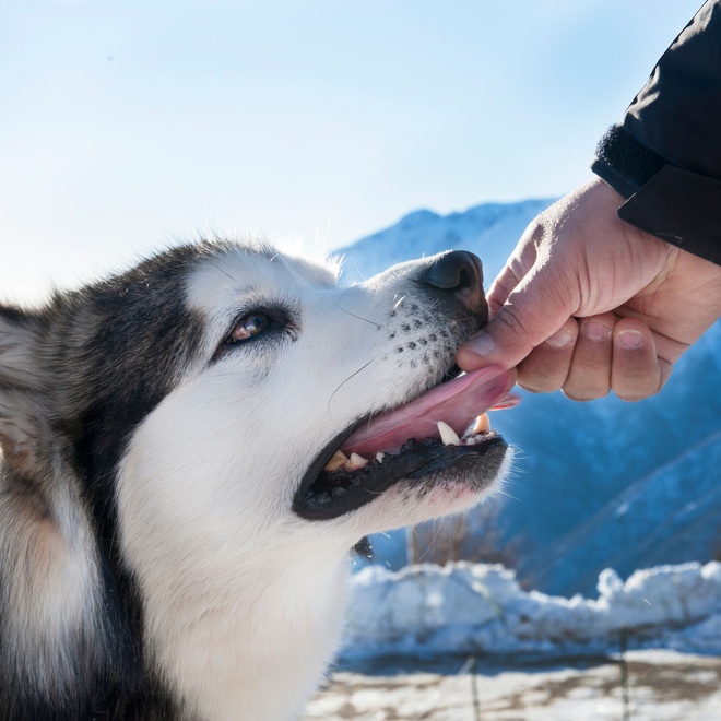 an alaskan malamute eating what his owner puts in his mouth