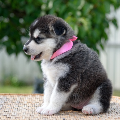 a little alaskan malamute sitting