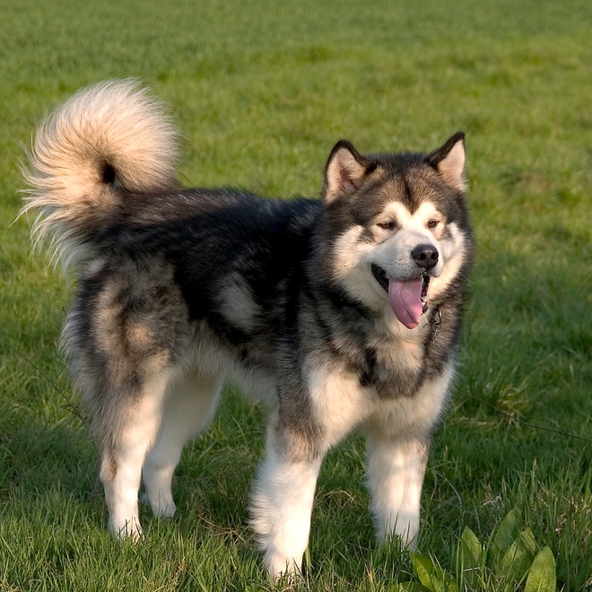a happy alaskan malamute in the grass
