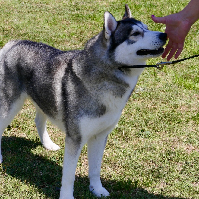 an alaska malamute feeling the finger of someone
