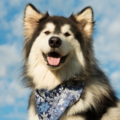 The Alaskan Malamute : Origin, Temperament, Health And Price