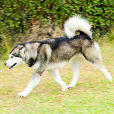 a alaskan malamute walking on the grass