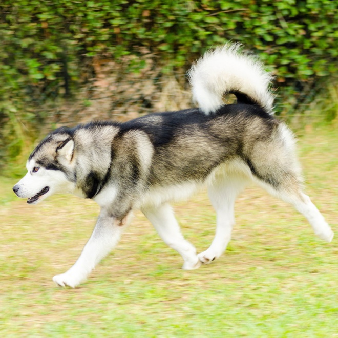 a alaskan malamute walking on the grass
