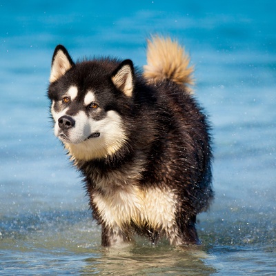an alaskan malamute in the water, at the beach