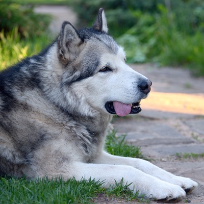 an alaskan malamute sitting down