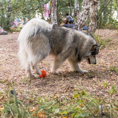 an alaskan malamute playing with a ball in some forest