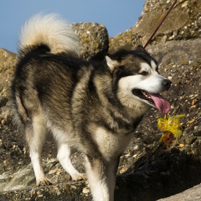 an Alaskan Malamute walking on some rocks