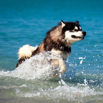 an Alaskan Malamute running in the water