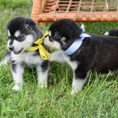 two little alaskan malamute playing together